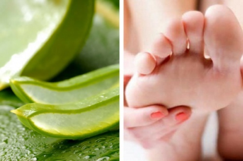 Como combater fungos nos pés com aloe vera