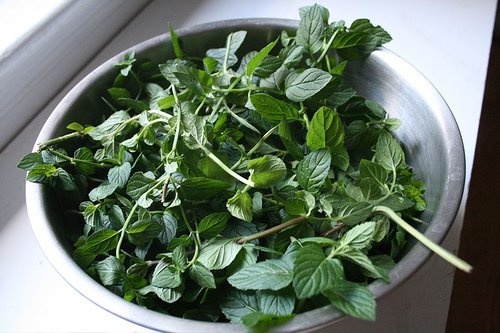 Menta
