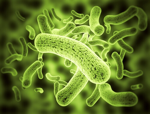 O mamão combate parasitas intestinais