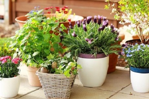 Plantas para limpar e purificar a casa