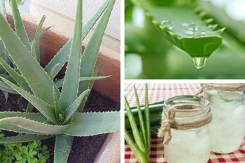 Saiba por que é bom cultivar aloe vera em casa