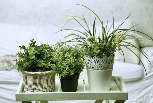 5 plantas para pegar no sono que você pode ter no seu quarto