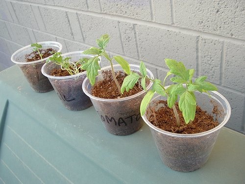 plantas2