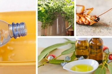 Como repelir insetos em casa sem usar tóxicos