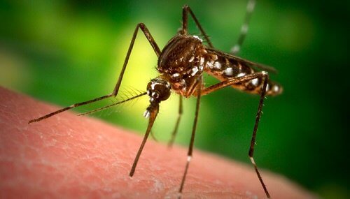 Por que os mosquitos “escolhem” certas pessoas para picar? Por que os mosquitos “escolhem” certas pessoas para picar?