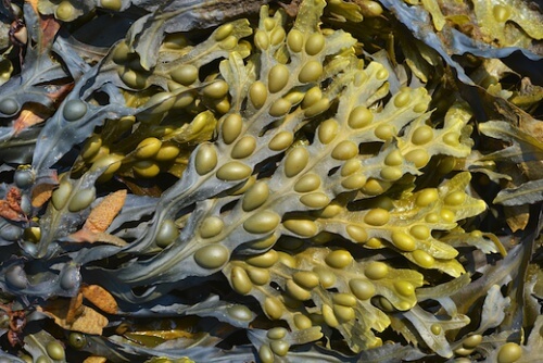 Fava do mar para combater os sintomas de hipotireoidismo
