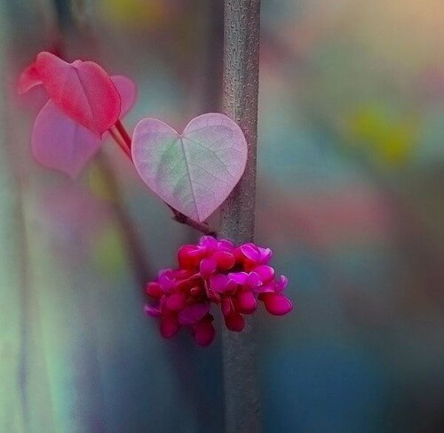 flores-representando-a-beleza-de-viver