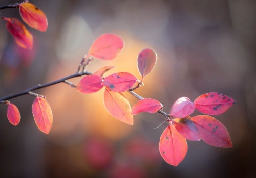 Folhas de outono representando o passar do tempo