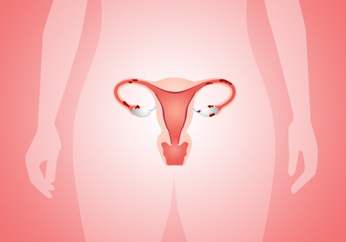 menstruacao_utero_sistema_reprodutor_feminino