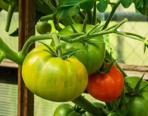 É possível reduzir as varizes com tomates verdes e vermelhos?