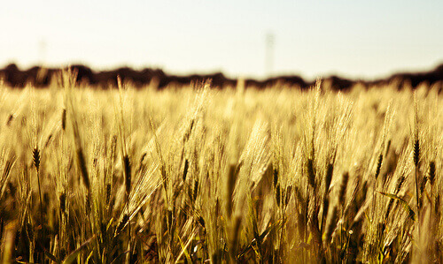 Campo plantado