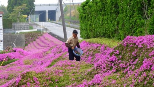 Japonês plantando flores
