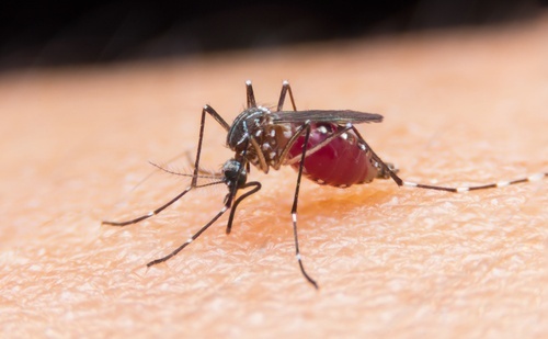 Mosquito que transmite o zika vírus