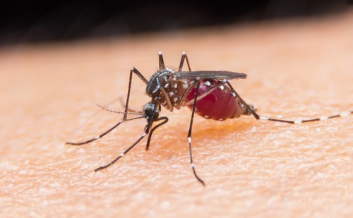 A aspirina alivia o incômodo de picadas de mosquito