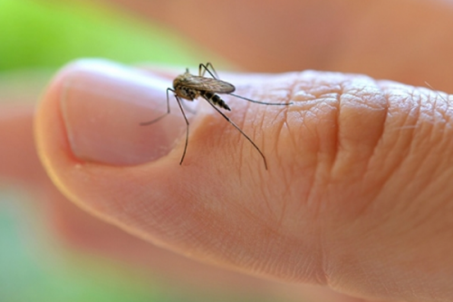 OMS declara emergência sanitária global devido ao zika vírus