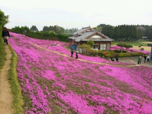 Plantação de flores
