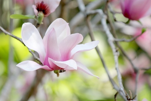 Magnolia-500x334