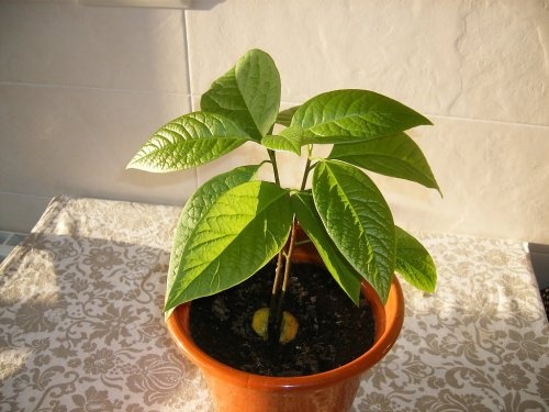 Semente de abacate germinada em casa