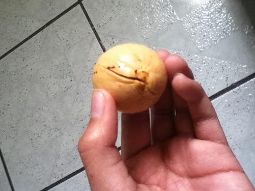 O que fazer para germinar uma semente de abacate?