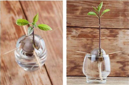 Semente de abacate germinada