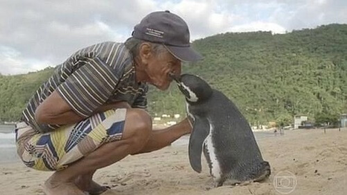 Pinguim nada 8 mil quilômetros todos os anos para visitar o homem que salvou sua vida Pinguim nada 8 mil quilômetros todos os anos para visitar o homem que salvou sua vida