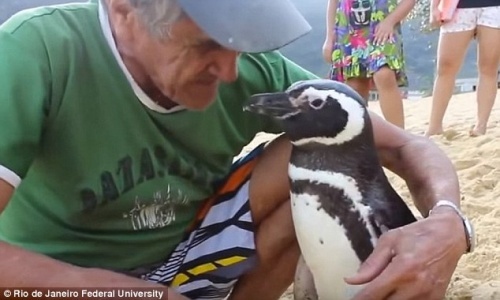 Pinguim resgatado por homem