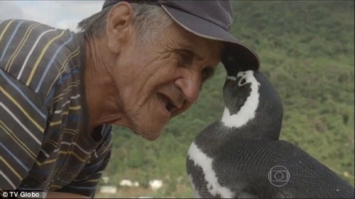 Pinguim resgatado