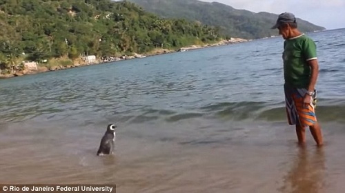 Pinguim resgatado na praia