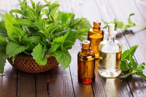 Menta para repelir mosquitos