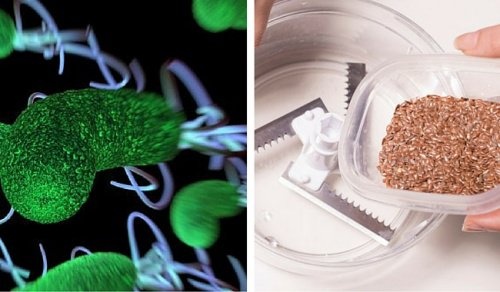 Com estes dois ingredientes você limpará seu corpo de parasitas