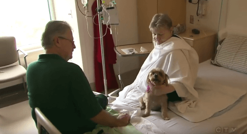 Hospital onde é permitido que os animais visitem seus donos