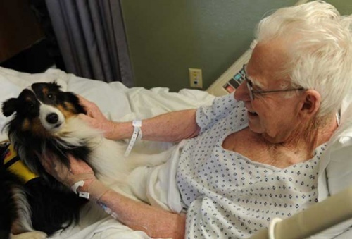 Conheça o hospital onde é permitido que os animais visitem seus donos