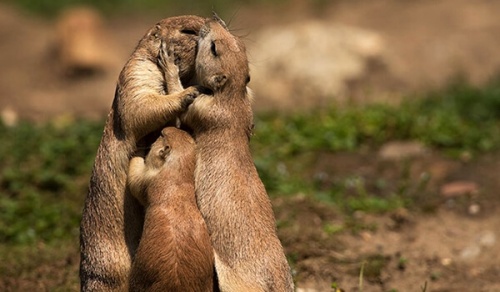 Animais se beijando