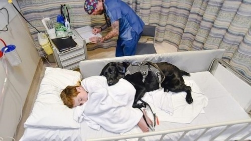 Mahe, o cão e amigo que cuida de crianças com autismo