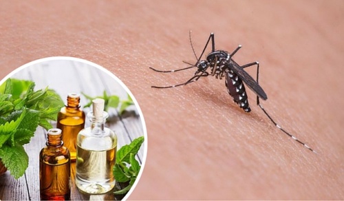 As 11 melhores ervas e especiarias para repelir os mosquitos As 11 melhores ervas e especiarias para repelir os mosquitos