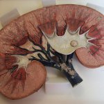 Remédios naturais para os rins