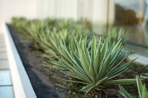 Planta de aloe vera