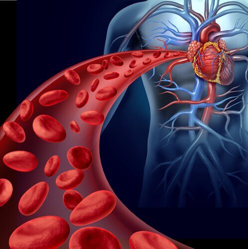 Coração e circulação sanguínea