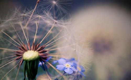 dente-de-leão-com-flor-azul-representando-o-vazio