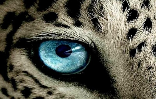 Olhos de guepardo