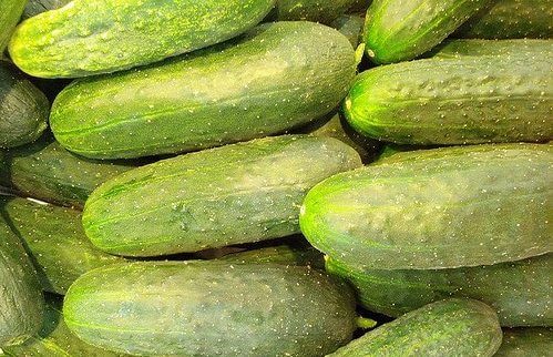 Os diversos benefícios de consumir pepino Os diversos benefícios de consumir pepino
