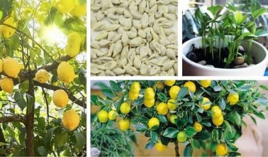 Como germinar sementes de limão para ter uma bela árvore em seu jardim