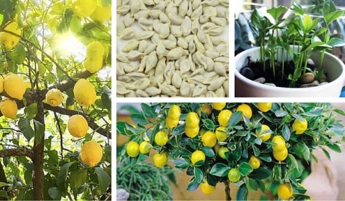 Como germinar sementes de limão para ter uma bela árvore em seu jardim Como germinar sementes de limão para ter uma bela árvore em seu jardim