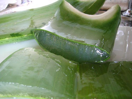 Como preparar o suco de babosa em casa