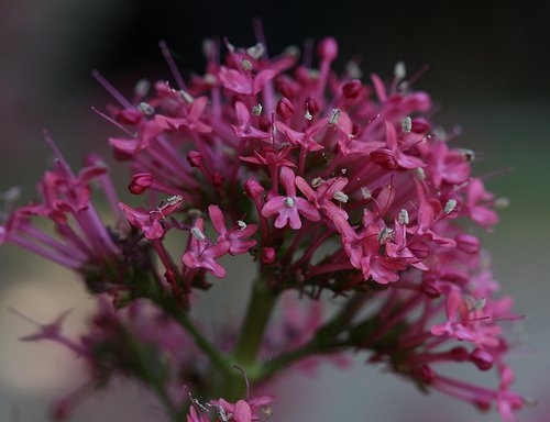 Planta de valeriana