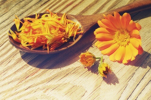 calendula
