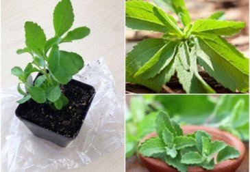 Como cultivar estévia em casa e aproveitar suas propriedades adoçantes