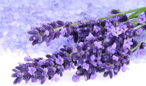Lavanda serve para combater a pressão alta