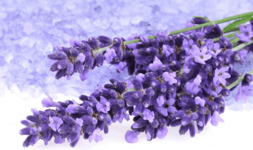lavanda-combater-mau-cheiro-nos-sapatos