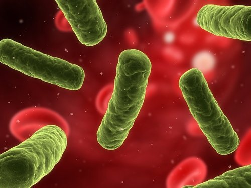 Células de sistema imune que previne infecções vaginais